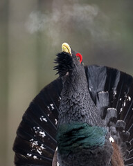 Western capercaillie call with some clouds of breath in the air