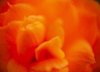Soft-focus petals with defocus on a botanical background, evoking a romantic atmosphere.