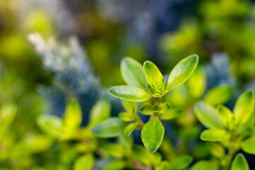 Close-up view of vibrant green thyme leaves, showcasing their texture and natural beauty