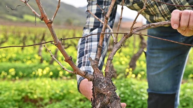 Close-up of the hands of the winemaker pruning the vineyard with professional steel scissors. Traditional agriculture. Winter pruning, Guyot method. Footage.