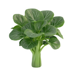 Fresh green bok choy with vibrant leaves, perfect for healthy cooking and salads.