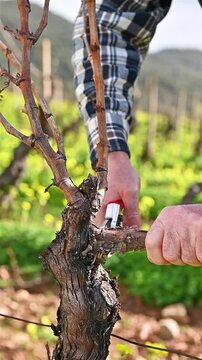Close-up of the hands of the winemaker pruning the vineyard with professional steel scissors. Traditional agriculture. Winter pruning, Guyot method. Footage.