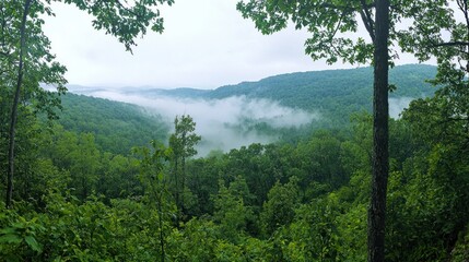 Obraz premium A panoramic view of a green mountain forest with mist rising between the trees.
