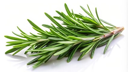 Fototapeta premium Fresh Rosemary Sprig