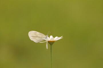 una piccola farfalla bianca su un fiore di margherita