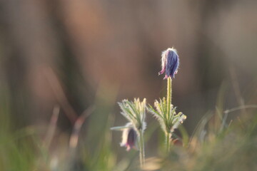 fiori di anemone pulsatilla in primavera al tramonto