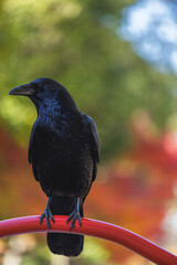 A sleek black crow perches on a curved red metal bar, its glossy feathers highlighted by the soft light. The vibrant green and red hue bokeh backdrop suggest a natural setting with autumn foliage.