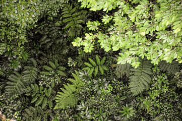 top view of the Rainforest Monteverde