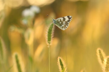 una farfalla pontia edusa al tramonto