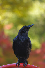 A friendly black crow perches on red metal bar of a park's playground jungle gym . Surrounded by a colorful, bokeh background of autumn greens and reds, the majestic bird gazes upward.