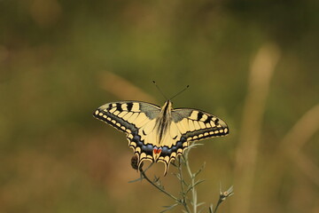 una farfalla macaone su un fiore