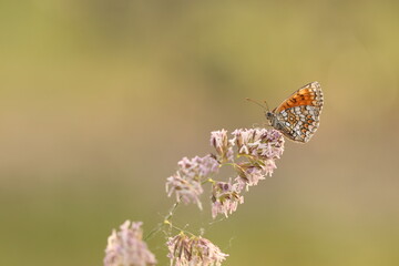 una farfalla melitaea al tramonto su un fiore