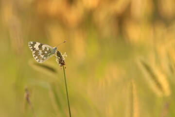 una farfalla pontia edusa al tramonto