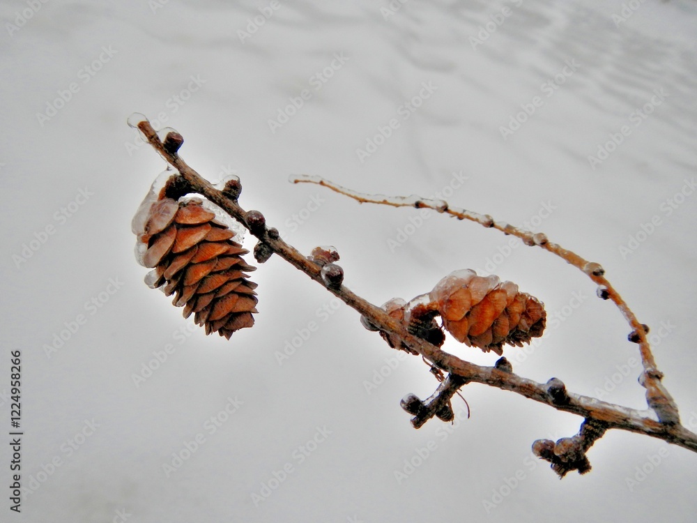 Aufkleber bron branch of larch tree with cones covered transparent ice and white background of ice surface cov