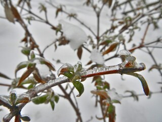 Branches of Butterfly bush, Buddleja davidii, Summer lilac covered transparent ice and white background of ice surface cover on snow after rainfall in frosty weather - close up.