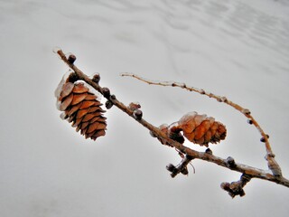 Bron branch of Larch tree with cones covered transparent ice and white background of ice surface cover on snow after rainfall in frosty weather - close up. Topics: vegetation, frost, climate