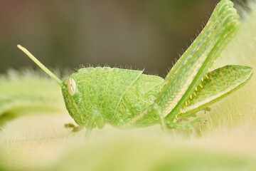 Close Up of Grasshopper on Sunflower Leaf