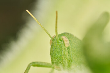 Green Grasshopper Resting on Sunflower Leaf