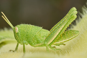 Green Grasshopper Resting on Sunflower Leaf