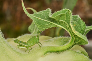 Close Up of Grasshopper on Sunflower Leaf