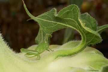 Close Up of Grasshopper on Sunflower Leaf