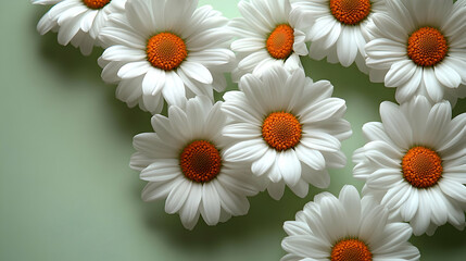 Fototapeta premium White Daisies with Orange Centers on a Green Background