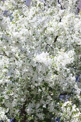 Beautiful white apple tree blossoming with delicate flowers in spring, for background.