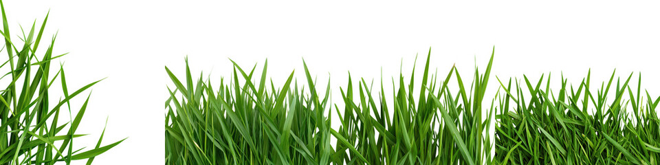 Fototapeta premium Lush and Vibrant Green Grass Blades Covering the Ground in a Natural Environment