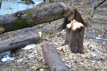 trees gnawed by beavers on a pond