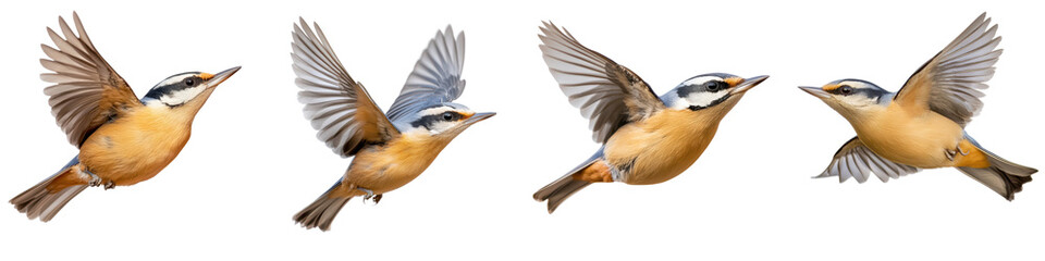 Fototapeta premium Vibrant energetic images of colorful woodland birds soaring and flapping their wings in dynamic flight