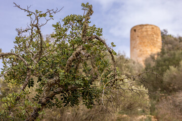 A carob tree (Ceratonia siliqua) in front of an old abandoned mill tower in Felanitx, Majorca,...