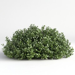 Obraz premium Lush Green Shrub with Dense Foliage for Outdoor Landscaping Design