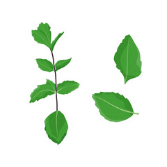 Fresh sprig of grass. Mint. A sprig of mint and leaves. Flat illustration. Vector