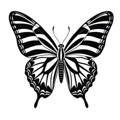 Zebra swallowtail butterfly   isolated on White background