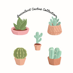 Set of succulents in the pot on white background