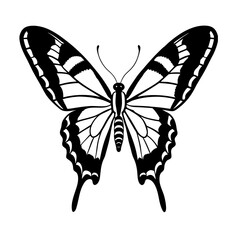 Zebra swallowtail butterfly   isolated on White background