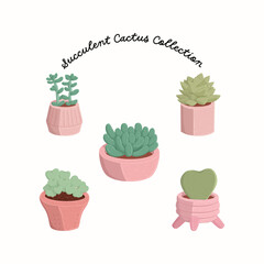 Set of succulents in the pot on white background