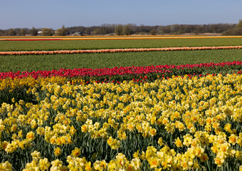Fields of blooming tulips and daffodils near Lisse in the Netherlands