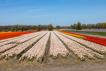 Fields of blooming tulips near Lisse in the Netherlands