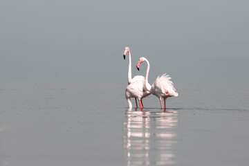 African wild birds. Two great flamingos on the blue lagoon in the morning
