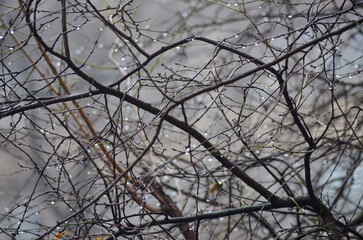 Branches of a tree with water droplets on a cloudy day.