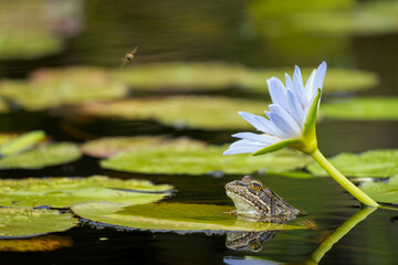 Clicking Stream (river) Frog (Strongylopus grayii) and blue water lily (Nymphaea nouchali) at...
