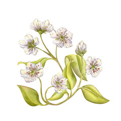 Elegant curved fruit branch with soft violet white flowers and juicy green leaves watercolor clipart. Beautiful Pear blossom branch with blooming flowers, leaves bend into an ornamental element. Pear