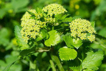 pictures of wild plants, medicinal flowers. photos of spurge flowers.