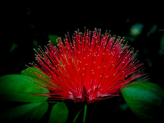 Calliandra Tropical Flower, Exotic Flower with Beautiful Red Stamen
