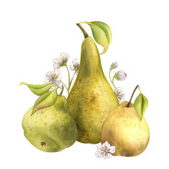Sunny ripe Pears with spring fruit blossom watercolor illustration. Different sorts of pears with blooming white flowers and leaves. Juicy green and yellow Pyrus. Vintage romantic hand drawn clipart