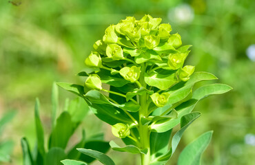 pictures of wild plants, medicinal flowers. photos of spurge flowers.