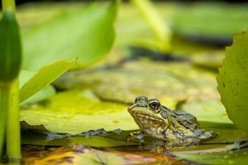 Clicking Stream (river) Frog (Strongylopus grayii) and blue water lily  (Nymphaea nouchali) at Harold Porter Botanical Garden. Betty's (Bettys) Bay. Whale Coast. Overberg. Western Cape. South Africa.