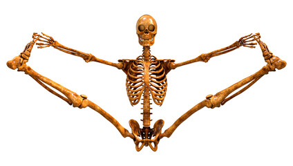 3D Rendering Human Skeleton on White