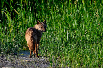 Goldschakal - Donaudelta, Rumänien // Golden jackal - Danube Delta, Romania (Canis aureus...